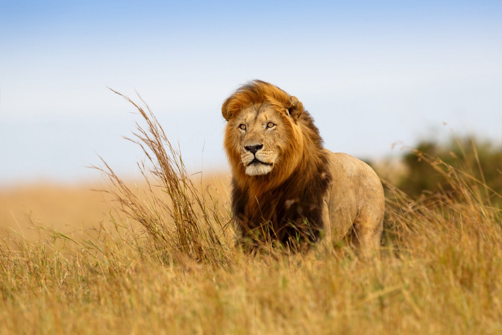 First-Time Safari in Africa: Everything You Need to Know