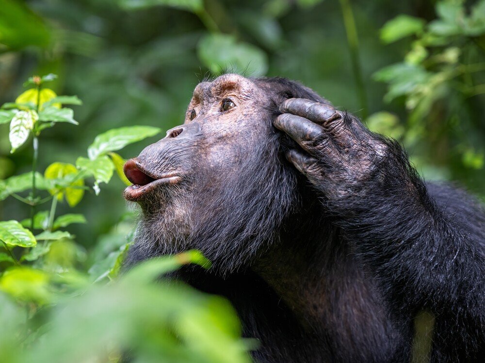 Gorilla Conservation Efforts in Africa: Where Things Stand