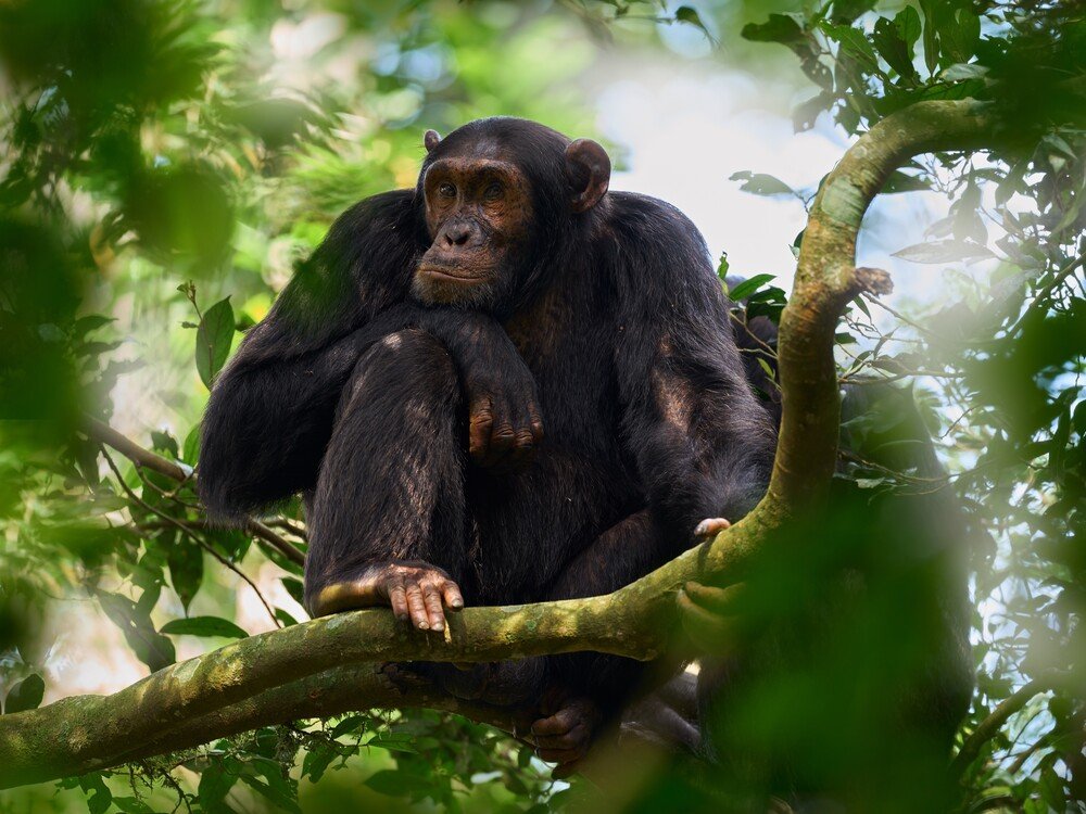 Kibale Chimpanzee & Queen Elizabeth Safari - view 1
