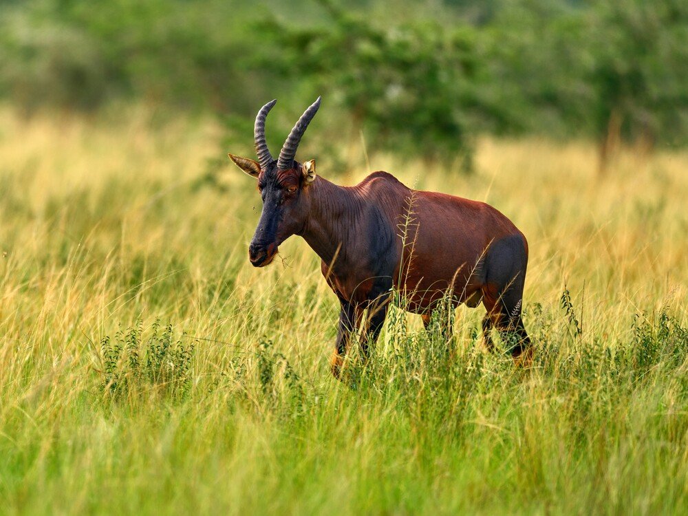3 Days Budongo Chimpanzees & Reforestation Walk