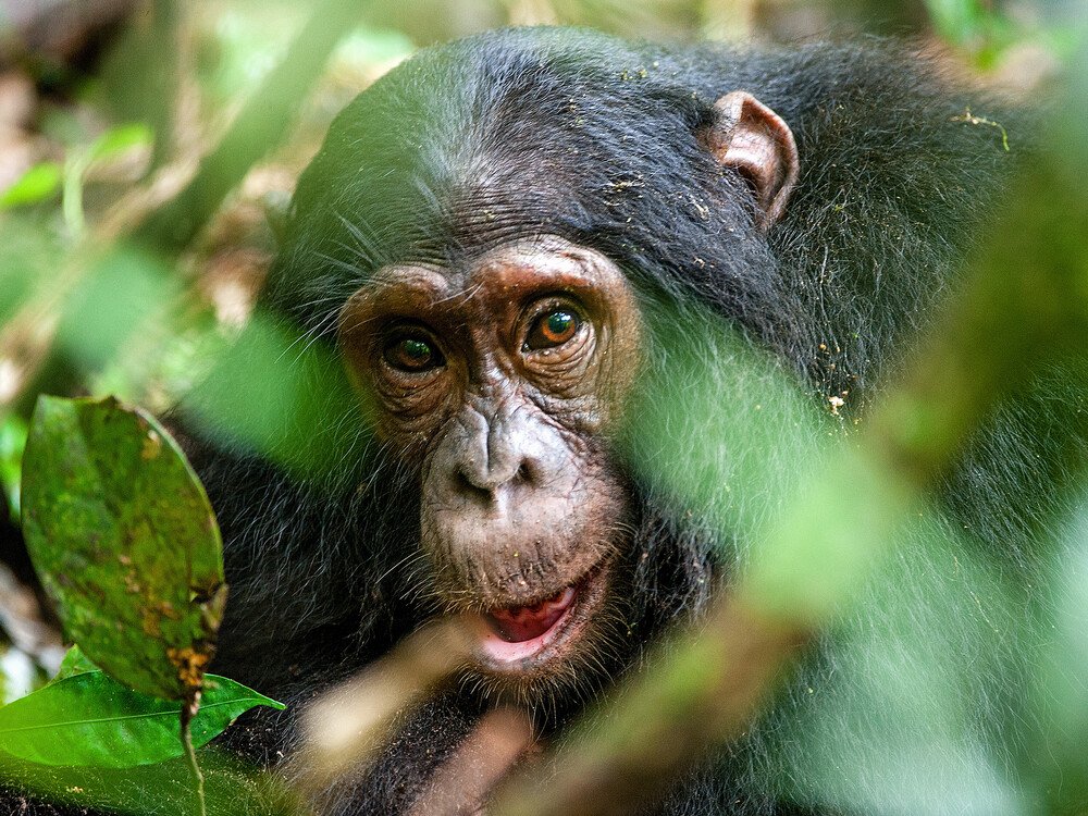 Kibale Chimpanzee & Queen Elizabeth Safari - view 4