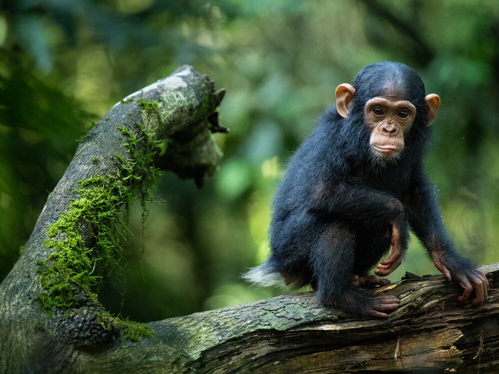 Habituation vs. Gorilla Trekking: What’s the Difference?
