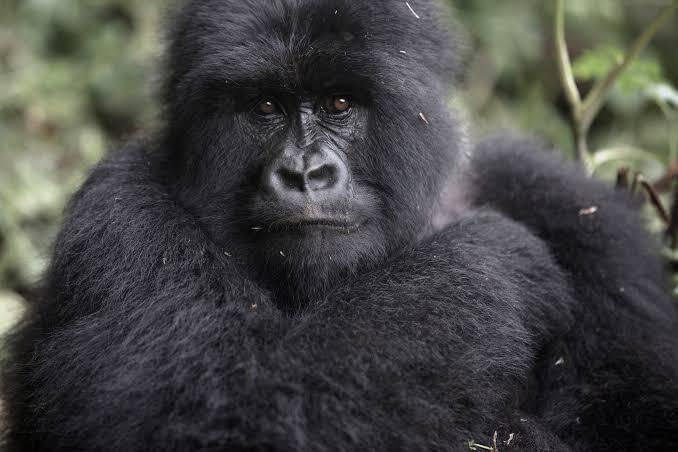 Gorilla trekking Uganda - view 4