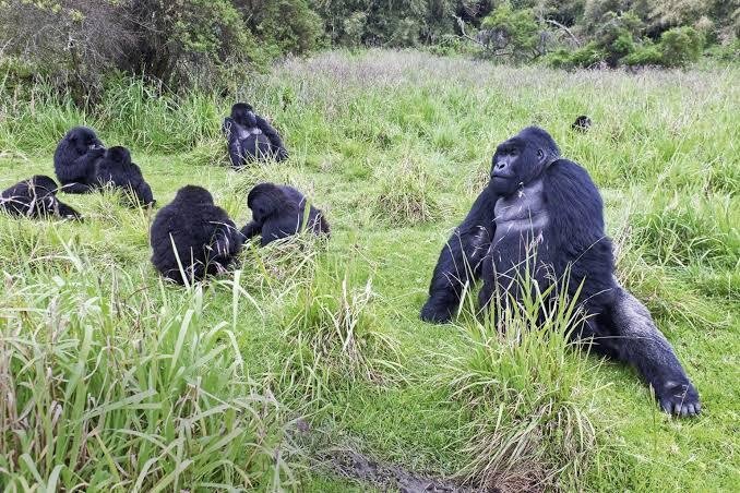 Gorilla trekking Uganda - view 1