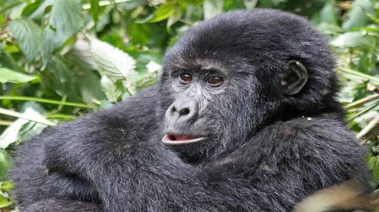 Gorilla trekking Uganda - view 3