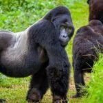 Best Time for Gorilla Trekking in Uganda & Rwanda