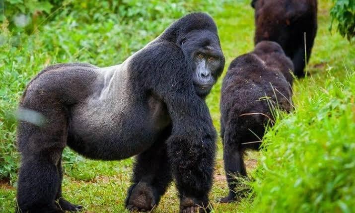 Gorilla trekking Uganda - view 2