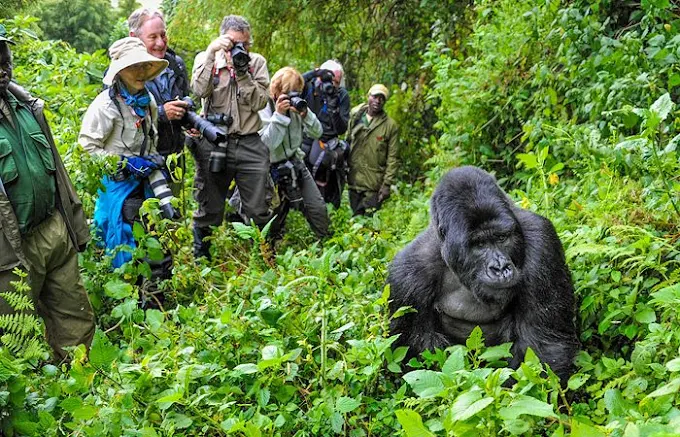 3-Day Uganda Bucket List; Gorilla Tracking in Bwindi