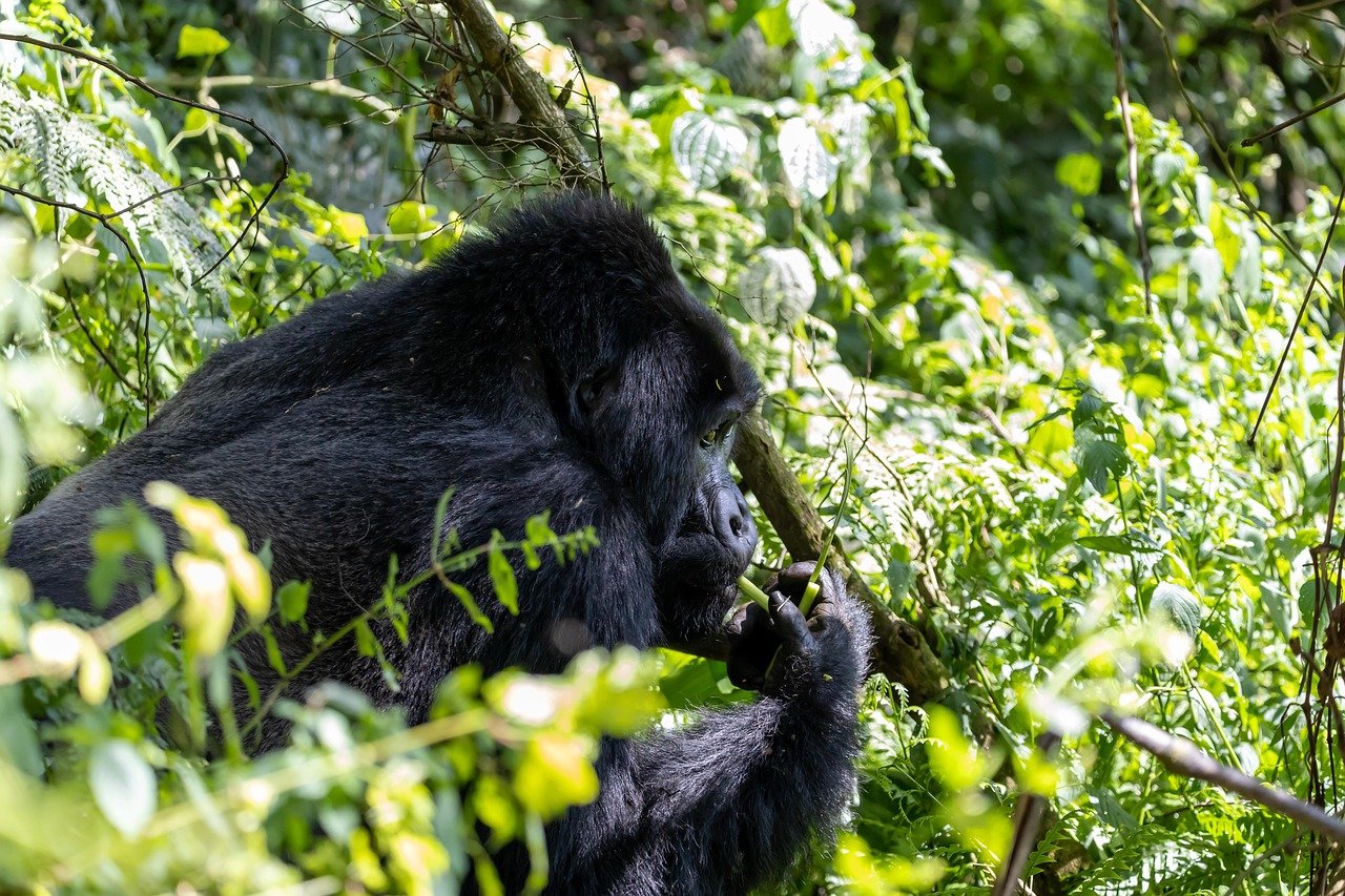 3 Days Bwindi Gorilla Trekking & Batwa Cultural Trail