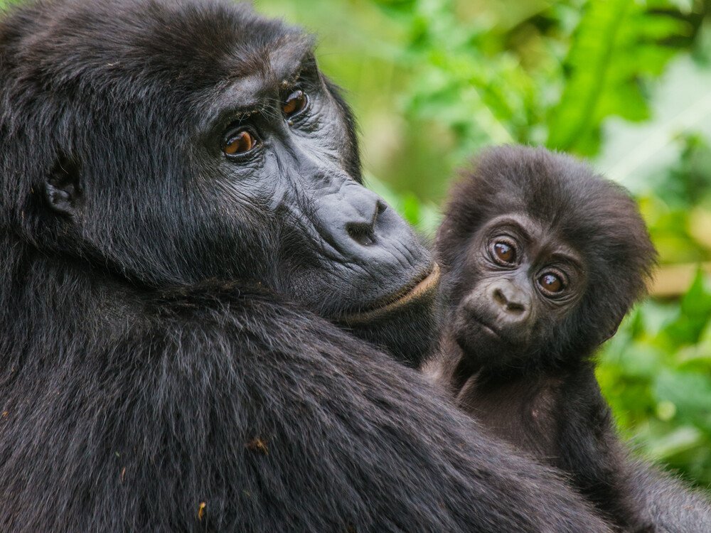 How Many Gorilla Families Are in Bwindi and Volcanoes National Park?