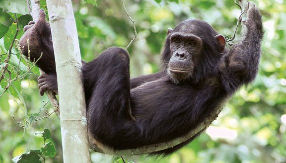 5 Days Uganda Gorilla Trekking Safari from Kigali Rwanda