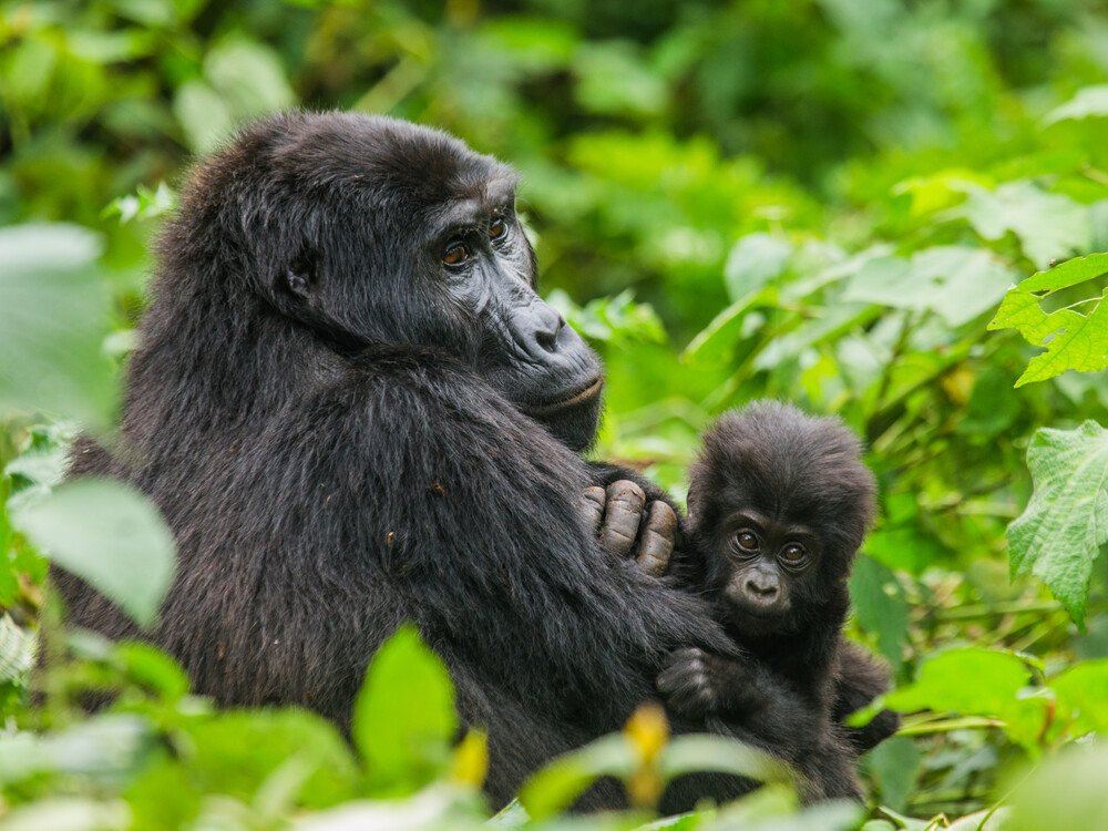Gorilla trekking Uganda - view 1