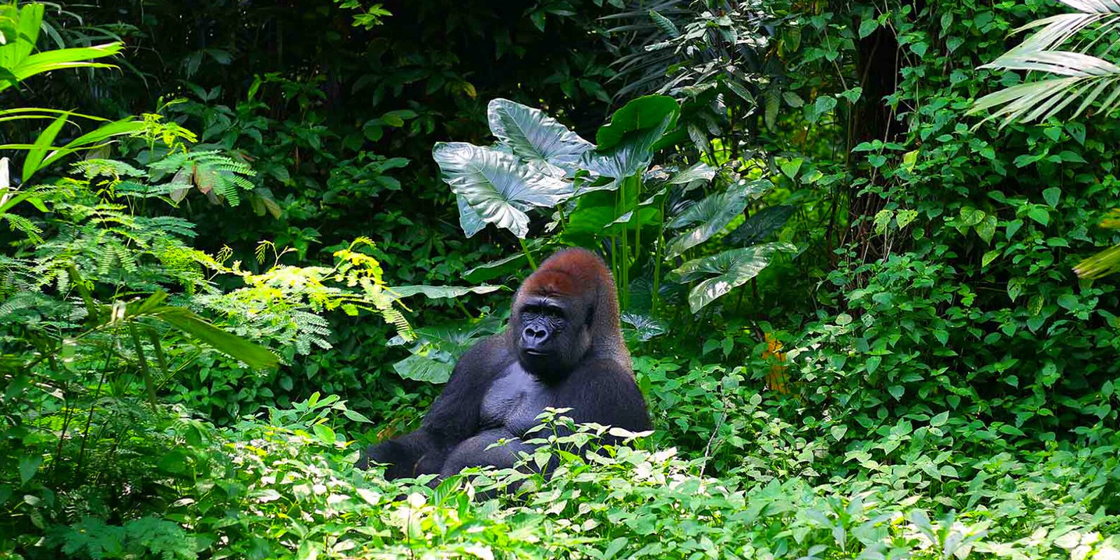 5 Days Uganda Gorilla & Chimpanzee Tracking Safari