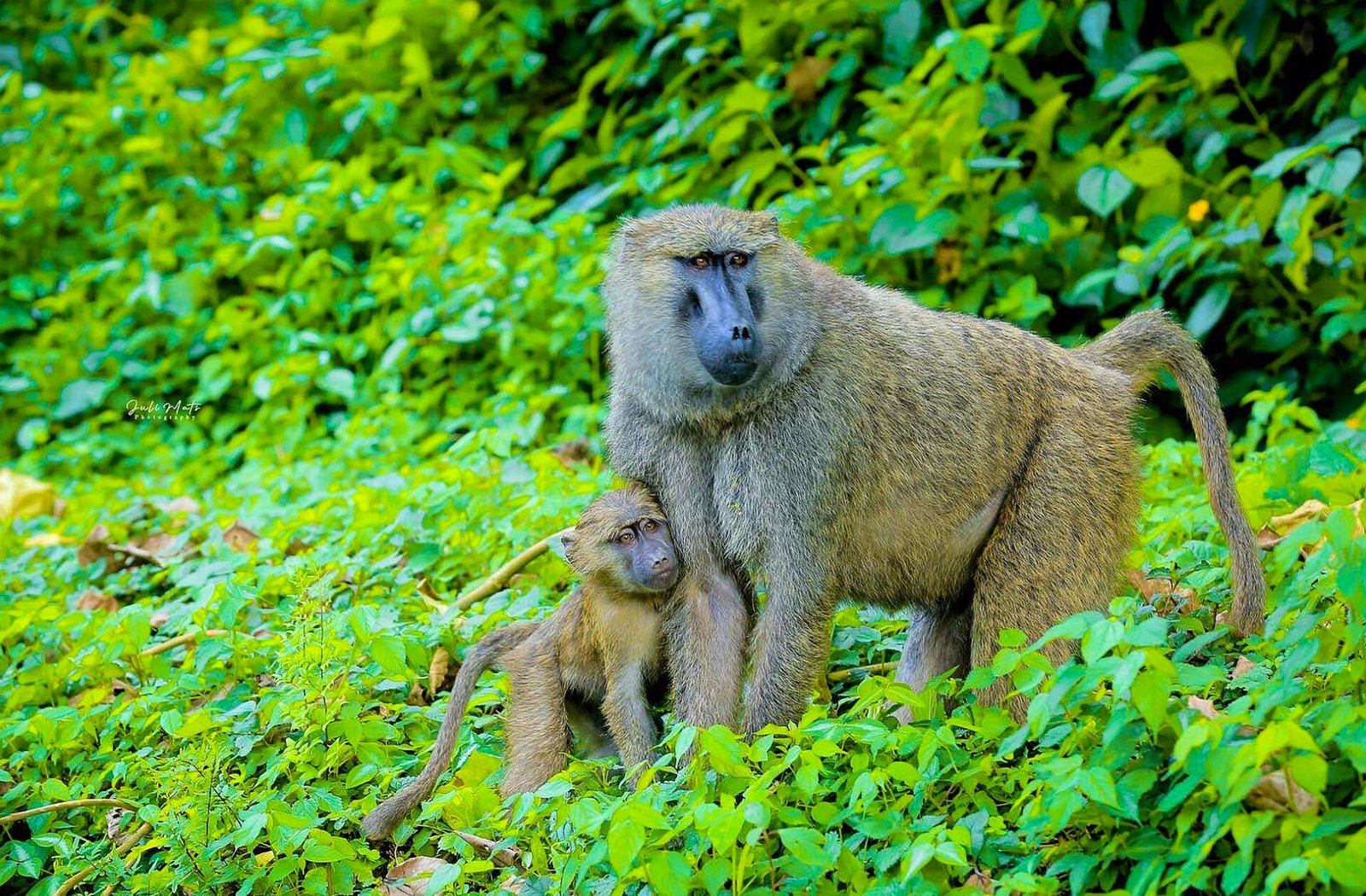 4 Days Bwindi Gorilla Trek & Lake Bunyonyi Community Experience