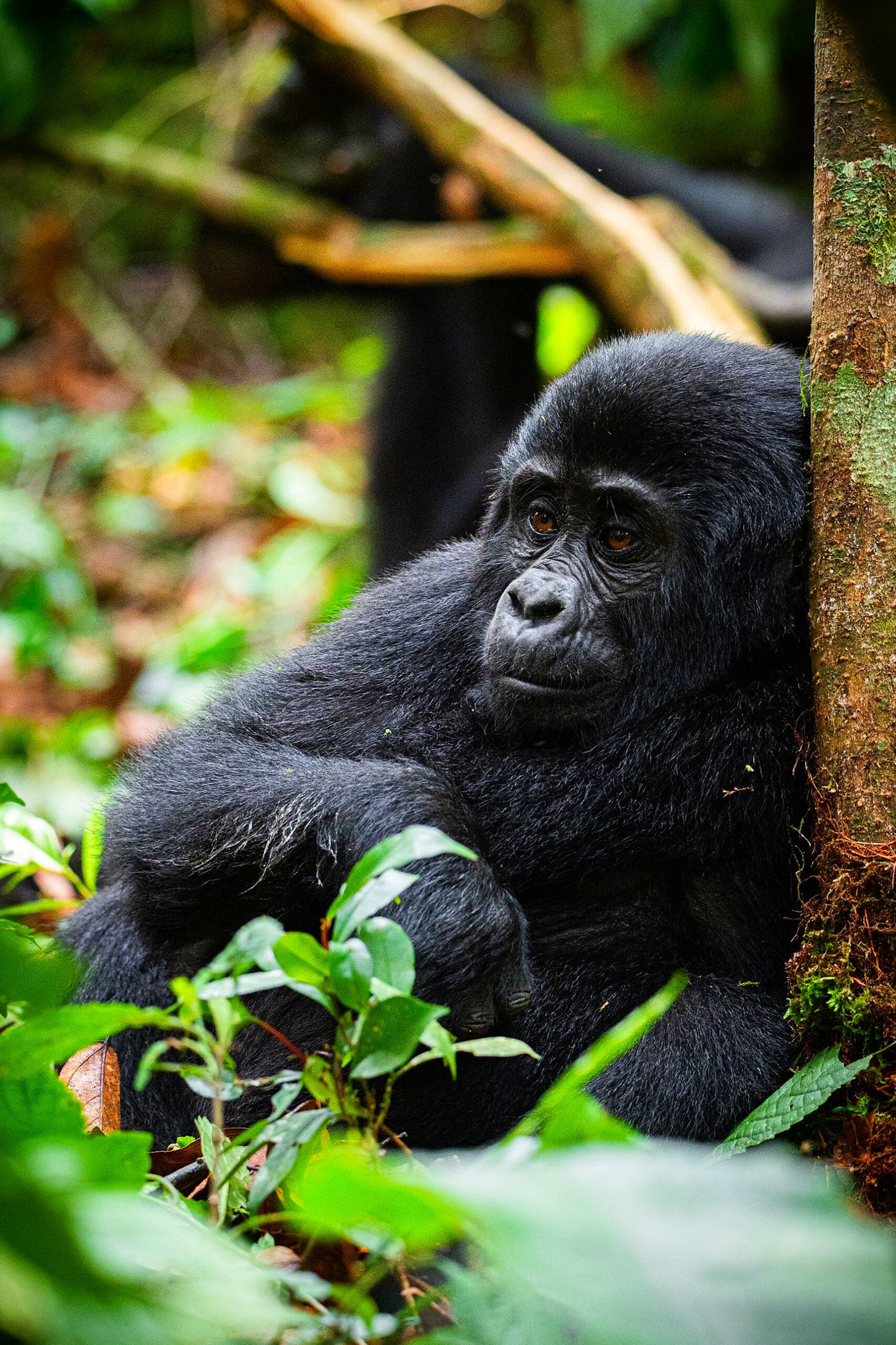 3 Days Kibale Chimpanzee Tracking & Bigodi Community Experience