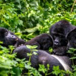 24 Frequently Asked Questions About Gorilla Trekking