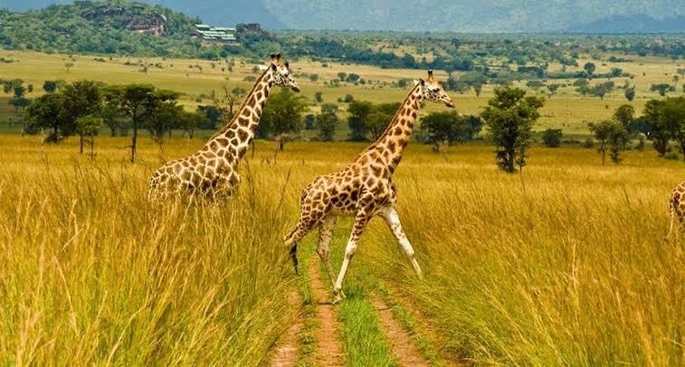Uganda vs Kenya vs Tanzania vs Rwanda: Which Safari Is Best?