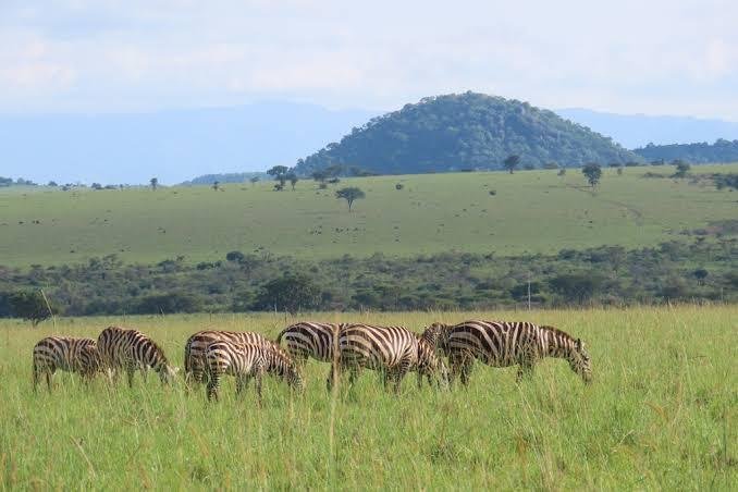 Gorilla trekking Uganda - view 2