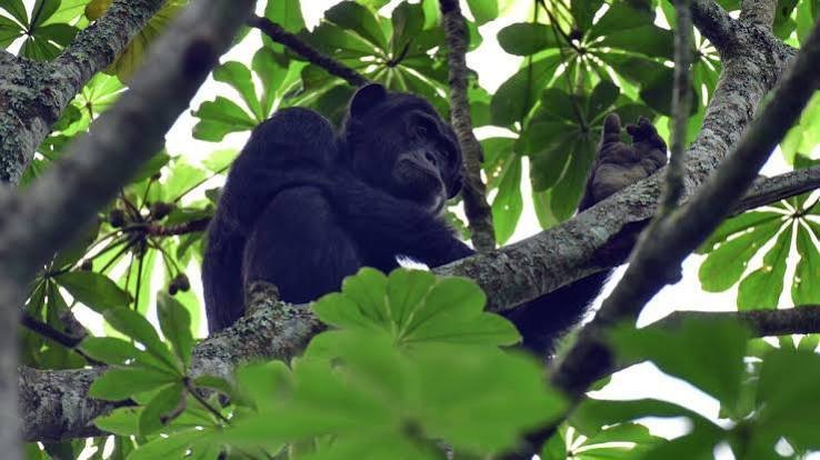 Queen Elizabeth, Lake Mburo and Lake Bunyonyi tour - view 1