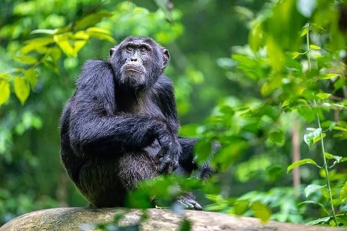 Gorilla trekking Uganda - view 3