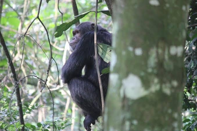 Gorilla trekking Uganda - view 2