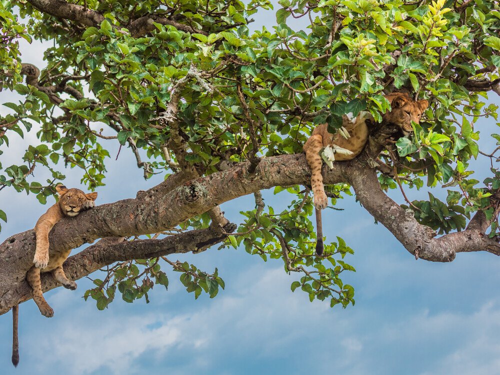 Queen Elizabeth National Park safari - view 2