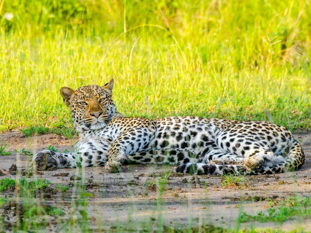 Queen Elizabeth National Park safari - view 4