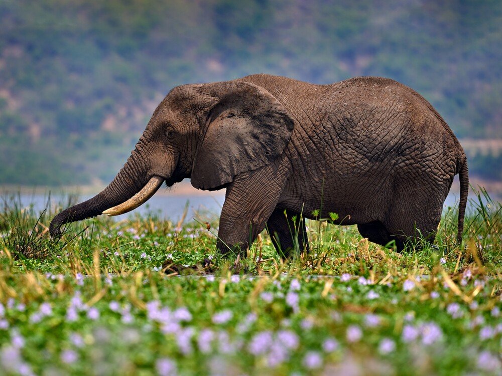 Queen Elizabeth National Park safari - view 3