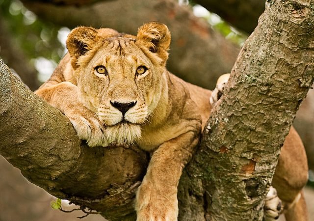 3 Days Uganda Gorilla Tour